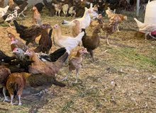 دجاج فرنسي عربي مكس دجاج فرنسي عربي مكس