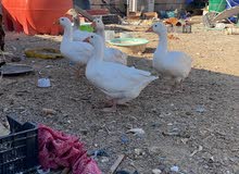 بط عراقي ابيض بط عراقي ابيض