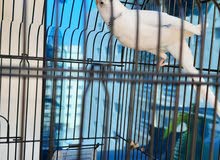 Cage with Bird Cage with Bird