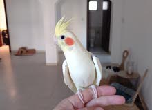Pied Cockatiel Pied Cockatiel