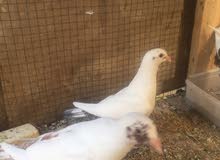 زوج حمام مخاليف زوج حمام مخاليف