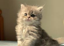 persian kitten persian kitten
