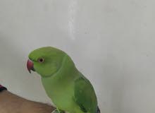 green parrot green parrot