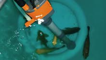 oscar 4 fish for sale oscar 4 fish for sale