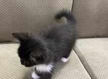 قطه للبيع قطه للبيع