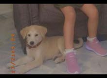 mixed labrador,golden mixed labrador,golden