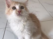 قط ذكر شيرازي صحته ممتازه عمره شهرين ونصف لمزيد من الصور يرجى التواصل مطلوب 800 قط ذكر شيرازي صحته ممتازه عمره شهرين ونصف لمزيد من الصور يرجى التواصل مطلوب 800
