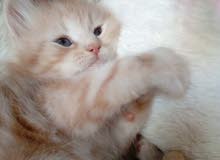 Persian Kitten 6 Week Persian Kitten 6 Week