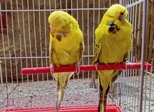 قص انجليزي شغال عش ولاد رسايل اسبليت لاس قص انجليزي شغال عش ولاد رسايل اسبليت لاس