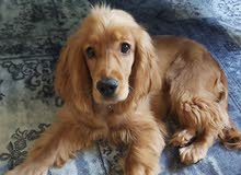 Cocker spaniel Cocker spaniel