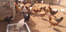 دجاج الزوج السعر / دجاج الواحد السعر دجاج الزوج السعر / دجاج الواحد السعر
