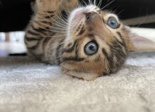 bengal kitten 6000 bengal kitten 6000