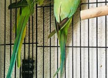 Ringneck Pair with cage