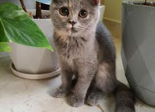 British Shorthair Femald British Shorthair Femald