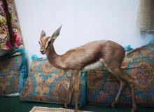 ضبي عماني ذكر اليف ضبي عماني ذكر اليف