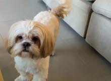 shih tzu femalefully trained, playful