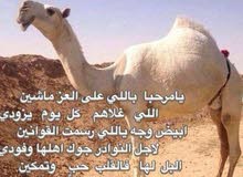 حلاقة وغسيل الابل كل مناطق الكويت حلاقة وغسيل الابل كل مناطق الكويت