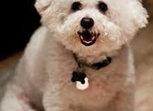 كلب بيشون للبيع Bichon for sale  13000 dhsدرهم 13000