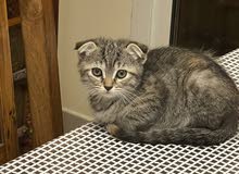 Scottish fold kitten 8 weeks old Scottish fold kitten 8 weeks old
