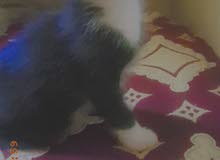 قط ابيض و اسود قط ابيض و اسود