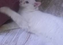 فحلبزون فحل شيرازي فحلبزون فحل شيرازي