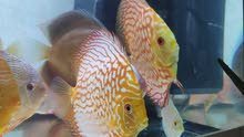 Discus imported for sale Discus imported for sale