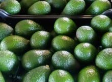 بيع الافوكادو المغربية avocado بيع الافوكادو المغربية avocado
