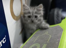 MaineCoon kittens MaineCoon kittens