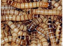 سوبر ورم حي سوبر ورم حي