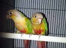 Pineapple Conure breeding pair بائن ابیل کونور Pineapple Conure breeding pair بائن ابیل کونور