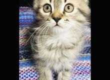 female Persian/shirazi kitten female Persian/shirazi kitten