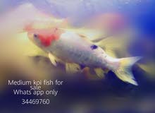 koi fish.. koi fish..