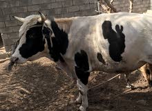 عجل ثلاث سنولت عجل ثلاث سنولت