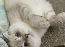 Scottish fold male NS11 Scottish fold male NS11