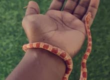 corn snake corn snake