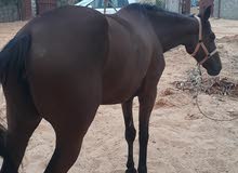 فرس انجليزية انتاج محلي العمر 5 سنوات 0911110462 فرس انجليزية انتاج محلي العمر 5 سنوات 0911110462