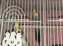 اقراء الوصف اقراء الوصف