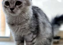 قطه شيرازيه انثى قطه شيرازيه انثى
