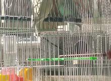 عصفورين روز (ذكر+أنثى) بصحة ممتازه