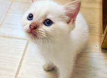 Scottish straight mix persian Shirazi Scottish straight mix persian Shirazi