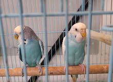 BUDGIES PAIR FOR AED 100/ ONLY BUDGIES PAIR FOR AED 100/ ONLY