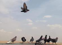حمام لوت مال بر حمام لوت مال بر