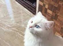 قطة شيرازي قطة شيرازي
