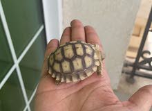 sulcata سلاحف سولكاتا بريه sulcata سلاحف سولكاتا بريه