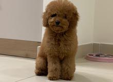 Toy poodle male 5 months old