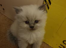 himalayan kittens himalayan kittens