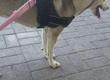 dog 4 sale dog 4 sale