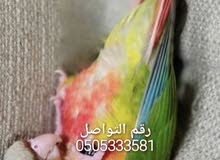 فروخ كنيور باينبل فروخ كنيور باينبل