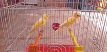 الكناري الكناري