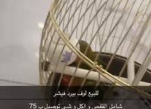 زوج فيشر زوج فيشر
